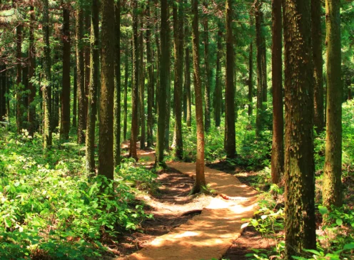 A peaceful forest path, reflecting the therapeutic journey Paula offers at Triskele Counselling in Silsoe, Bedfordshire.