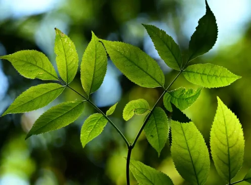 A vibrant outdoor plant in a garden or natural setting, bathed in sunlight.